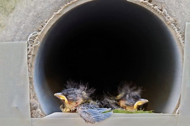 副校長ブログ「ゆめみる」第７号　『いきもののはなしふたつ』