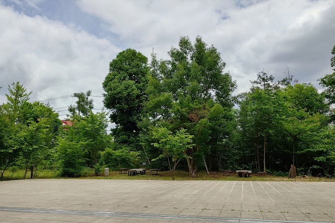 副校長ブログ「ゆめみる」第25号　『100年の森』