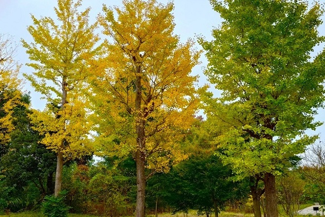 副校長ブログ「ゆめみる」第36号　『中高百景』