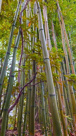 芸術棟Ⅱ横の竹林