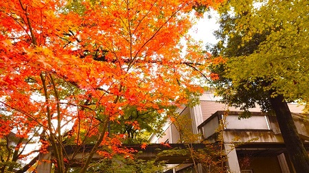 西棟横の紅葉