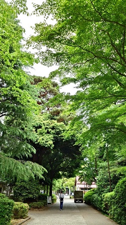 正門左の緑のトンネル