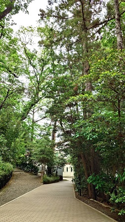 杉の森をぬける