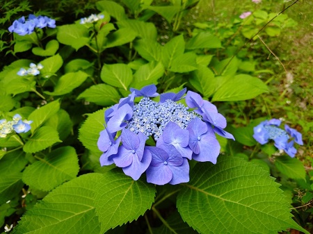 西棟と芸術棟Ⅰの間に咲く紫陽花