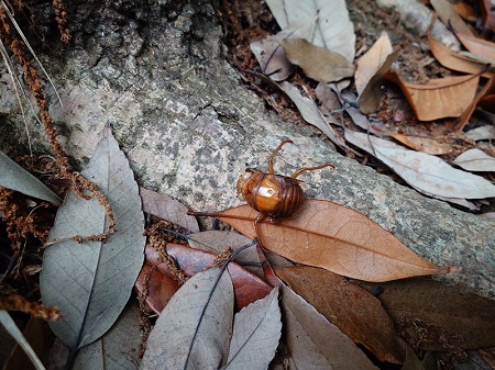 とある先生が見つけてくれたセミの幼虫