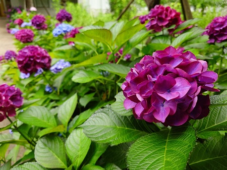 鮮やかな赤紫色が美しい