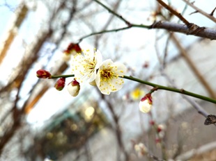 ①１月下旬にある場所に咲く可憐な梅