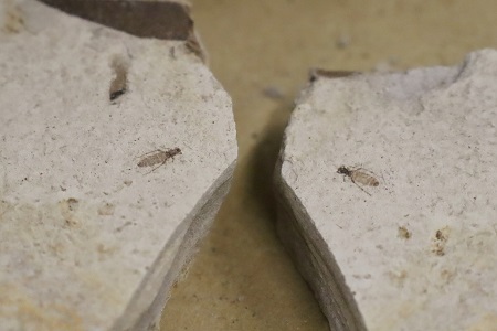 昆虫の化石を発見！