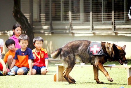 嗅いだ匂いを瞬時に覚える災害救助犬の賢さにびっくり。