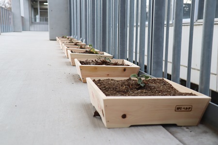 子どもたちのイチゴの栽培がスタートしました