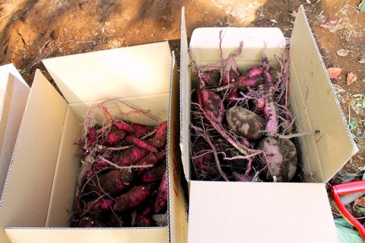 全部で段ボール10箱以上の お芋が掘れました。