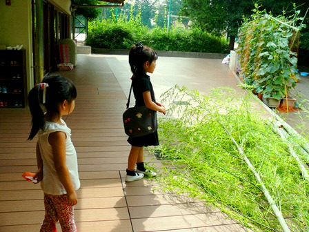 七夕にむけて　笹の飾り付けをしました　７月３日