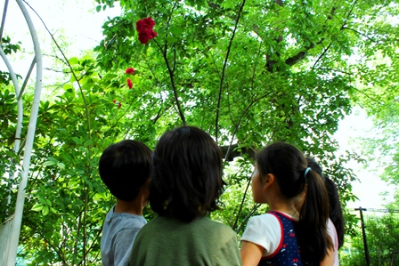  いいにおいのもの…あ！バラの花があったぁ～！