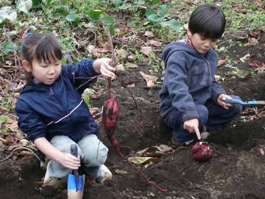 さつまいも掘り