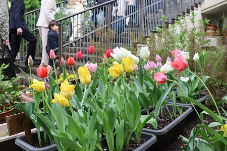入口では在園児の保護者の方々が大切に育てた花々が新入園児たちをお迎え